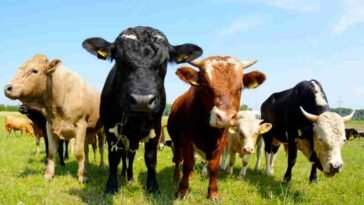 allevamento investimentimagazineit